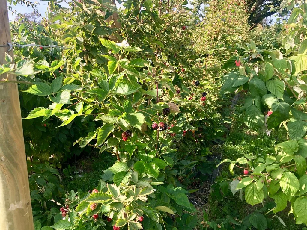 Beerenanbau__1_ Mehrjährige Beeren sind im Aufwind