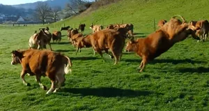 «Dieses Bild sagt doch alles aus über die Vorteile von Bio Weide-Beef», sagt Linus Silvestri, Mitbegründer der IG BWB. (Bild Screenshot Video Reto Pfister)