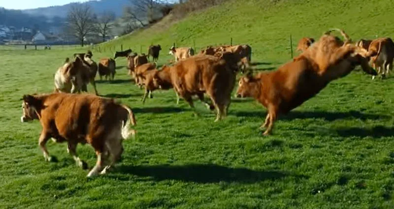 ce00a451dd87edbf1a2f130b57f8d5fb155c2872 «Dieses Bild sagt doch alles aus über die Vorteile von Bio Weide-Beef», sagt Linus Silvestri, Mitbegründer der IG BWB. (Bild Screenshot Video Reto Pfister)