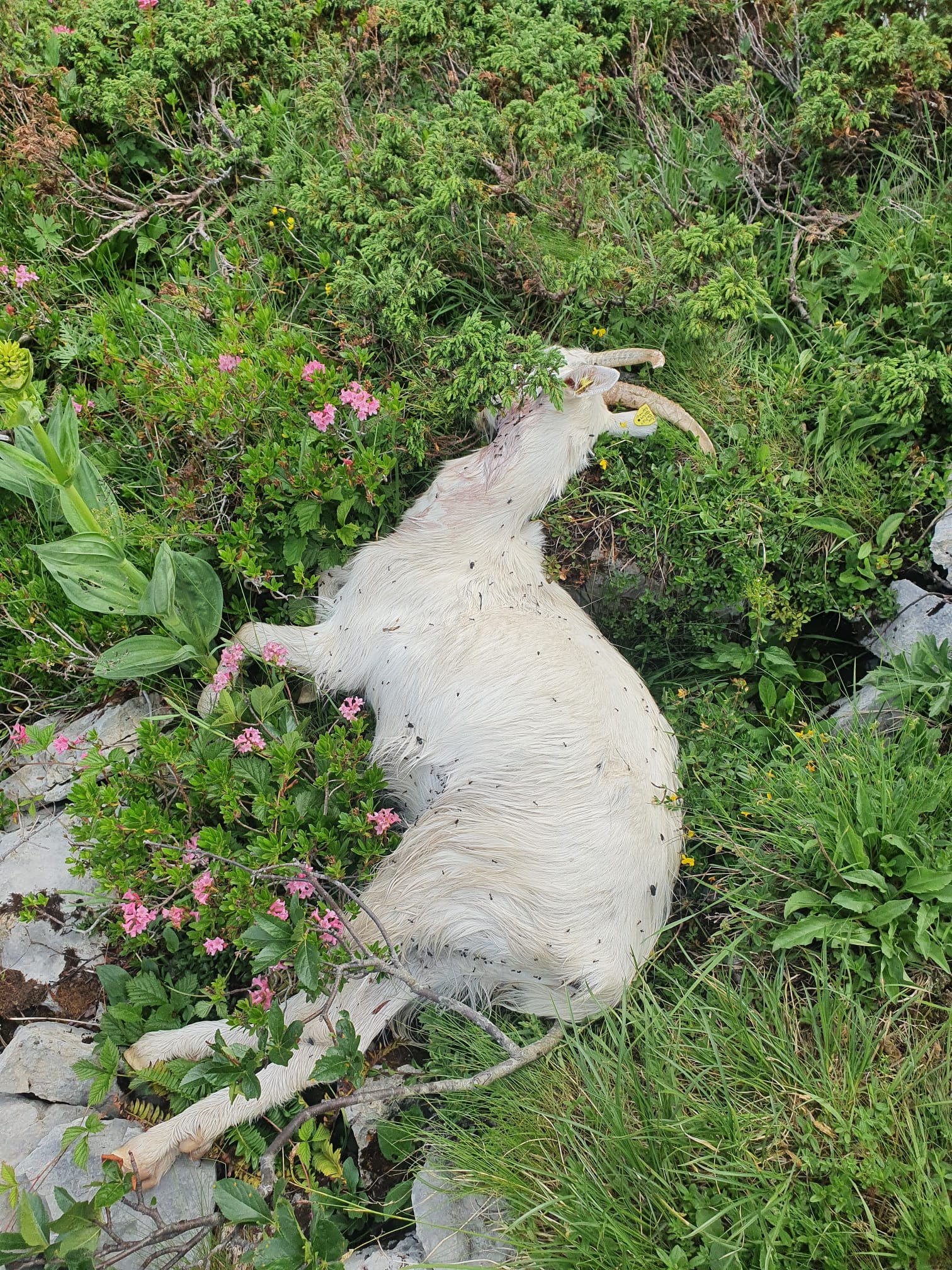 80 Ziegen müssen nach 5 Rissen die Alp vorzeitig verlassen