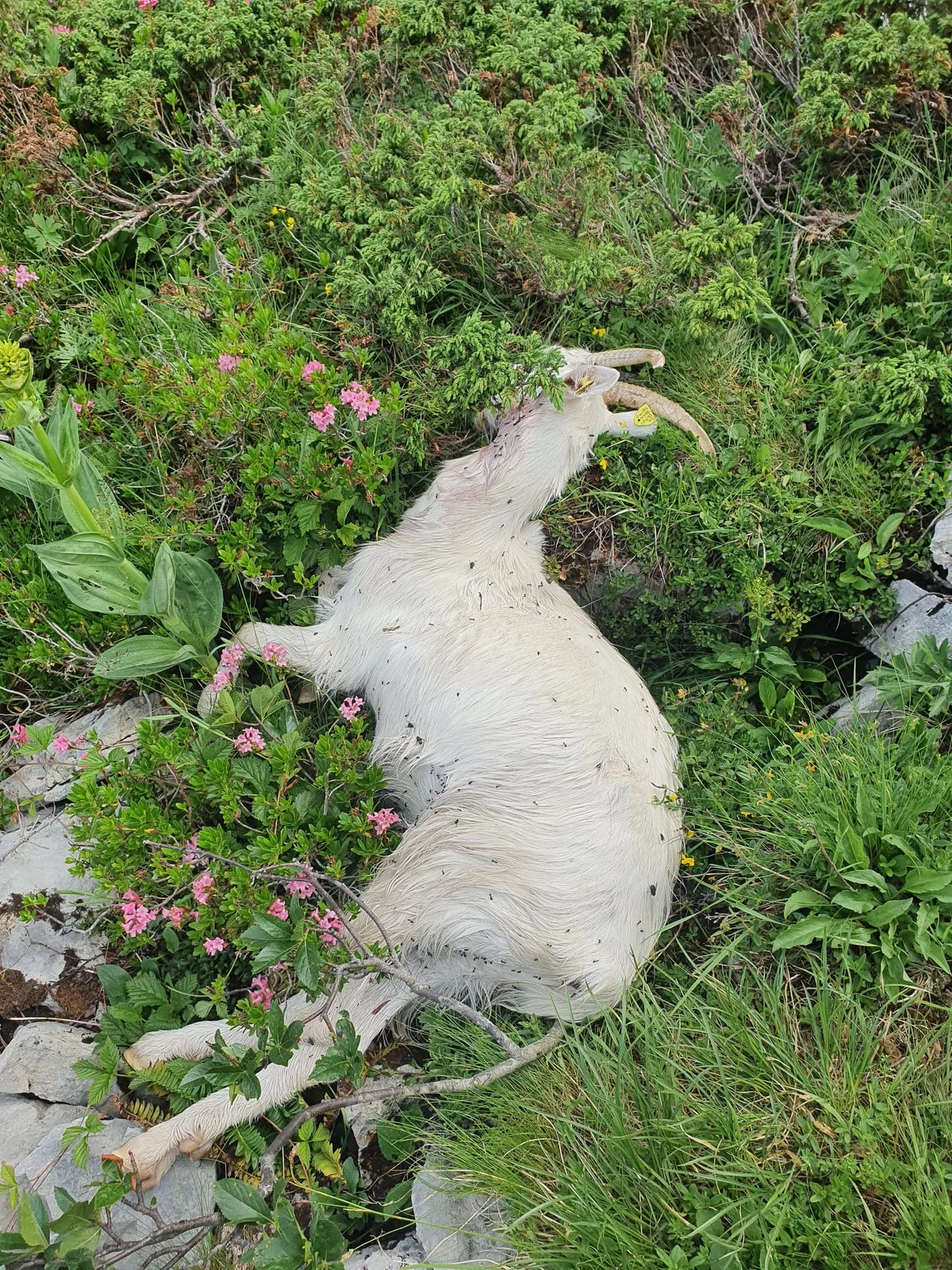 riss_dorchaux 80 Ziegen müssen nach 5 Rissen die Alp vorzeitig verlassen