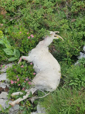 Der frühzeitige Alpabzug soll weitere Risse verhindern. Der Verlust der Tiere in ihrer Verantwortung sei für Älplerin Nathalie Graber sehr belastend.