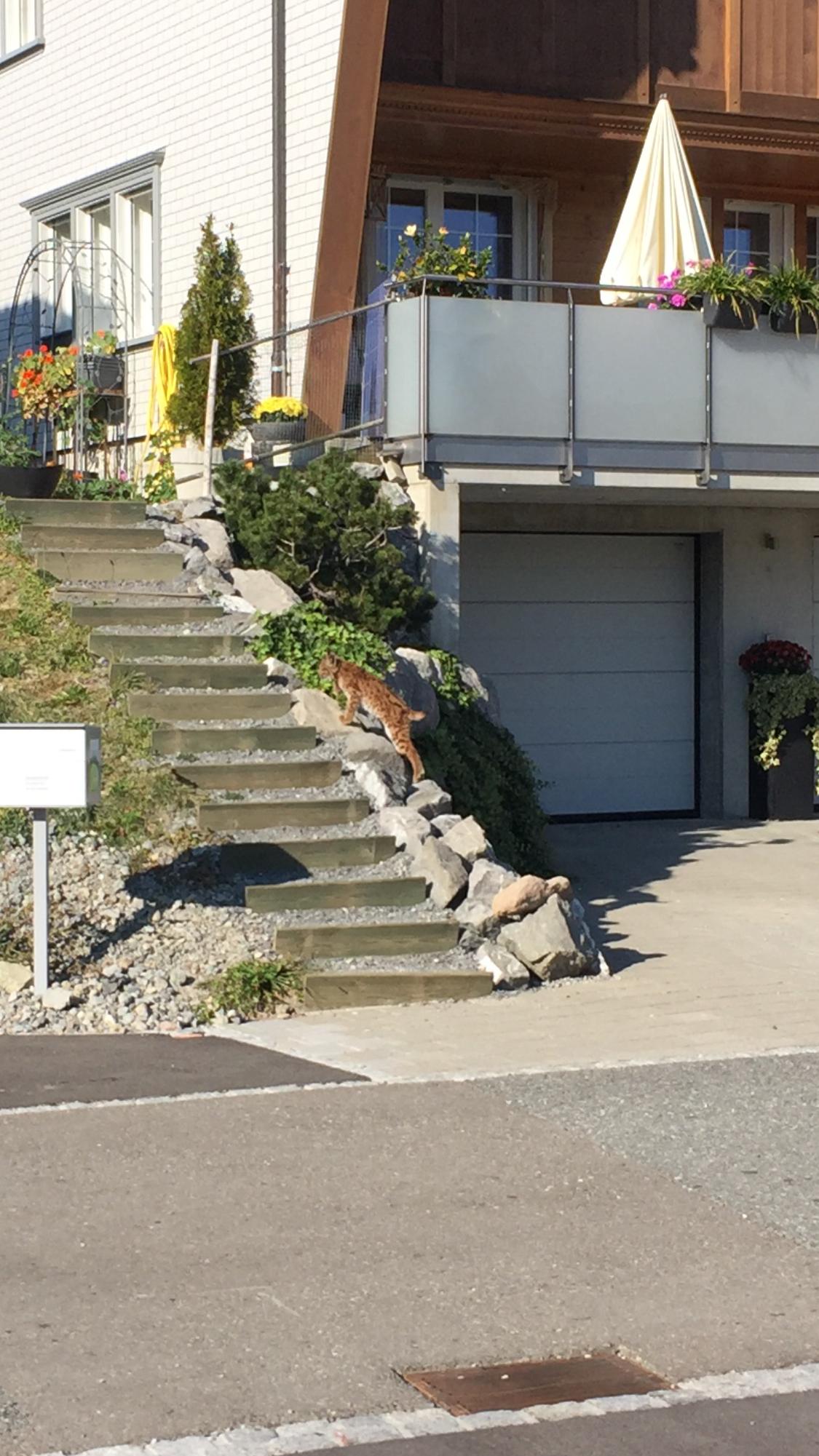 Der erlegte Jungluchs wurde mehrfach im Innerrhoder Siedlungsgebiet beobachtet. Zum Beispiel  am 17. Oktober 2018 in einem Quartier des Bezirks Schlatt-Haslen. (Bild zVg)