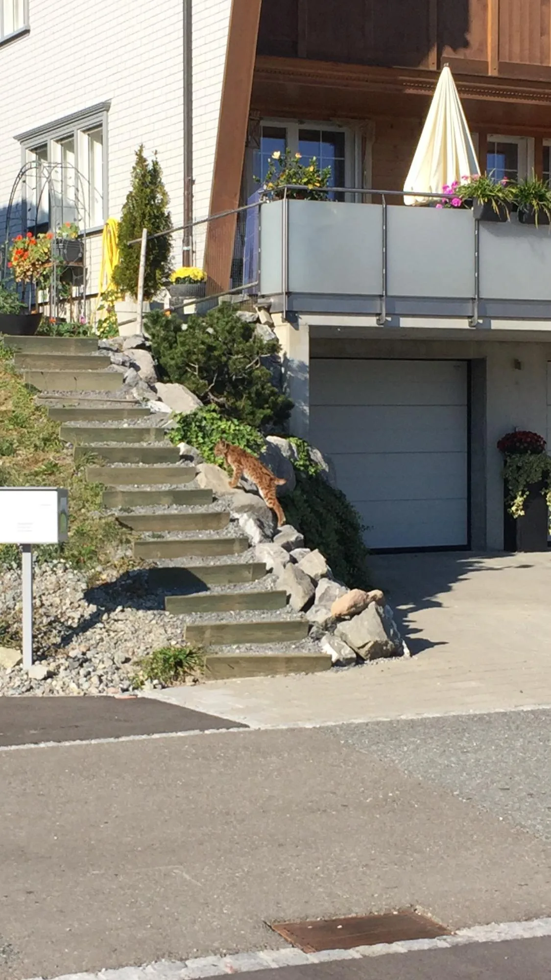 e4094970cee3d2ab67bd4b088fe64c03dd0efaf7 Der erlegte Jungluchs wurde mehrfach im Innerrhoder Siedlungsgebiet beobachtet. Zum Beispiel am 17. Oktober 2018 in einem Quartier des Bezirks Schlatt-Haslen. (Bild zVg)