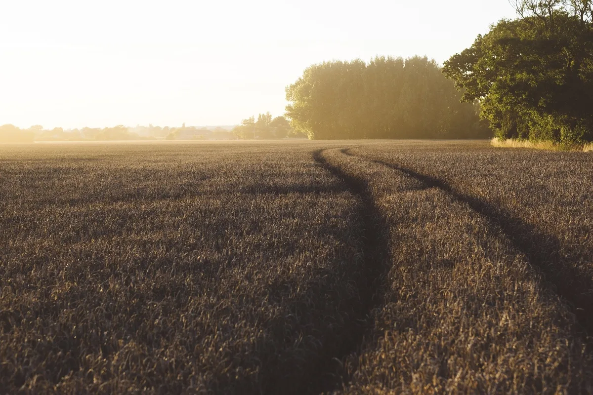 feld_sonne Wie das landwirtschaftliche Einkommen eigentlich berechnet werden sollte