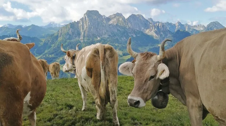 b0c13cefdd17aa2f43540fb800ca0eb7e73dc9b3 Die Kühe mit der Gebirgskette im Hintergrund. «Ist das nicht wunderbar?», fragt Toni Bergmann. (Bild Toni Bergmann)