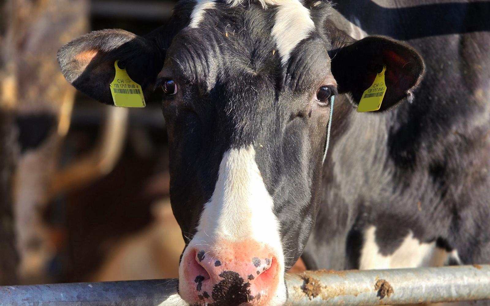 Mit CH4COW wollen Schweizer Rinderzüchter Methanausstoss um 20 Prozent senken