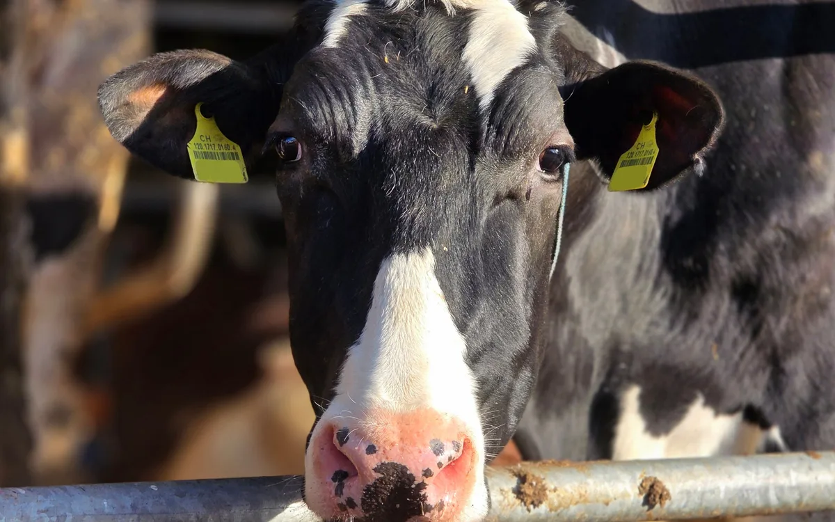 MethanOM Mit CH4COW wollen Schweizer Rinderzüchter Methanausstoss um 20 Prozent senken