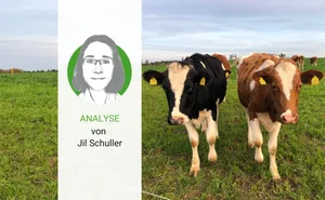In ihrer Neugier verbunden wagen sich diese beiden Rinder vor. Auch Menschen sind Herdentiere und wenn man sich findet, kann eine Zusammenarbeit für alle Beteiligten hilfreich sein.