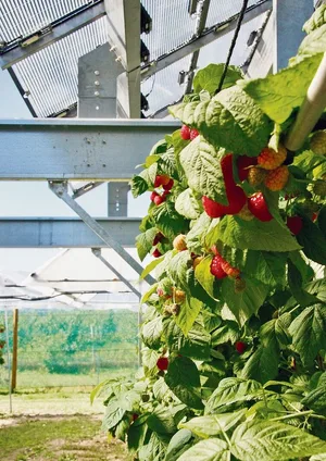 In Conthey startete Agroscope 2021 ein Agro-Photovoltaik-Pilotprojekt in Erdbeer- und Himbeerkulturen in Zusammenarbeit mit dem Start-up Insolight und Romande Energie.