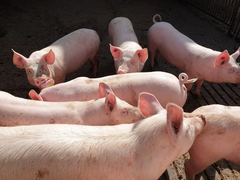 a006b05dc90782d932b58dcea8fb6d09bd12af04 Schweinestau in Deutschland wächst immer noch an. (Bild BauernZeitung/Archiv)