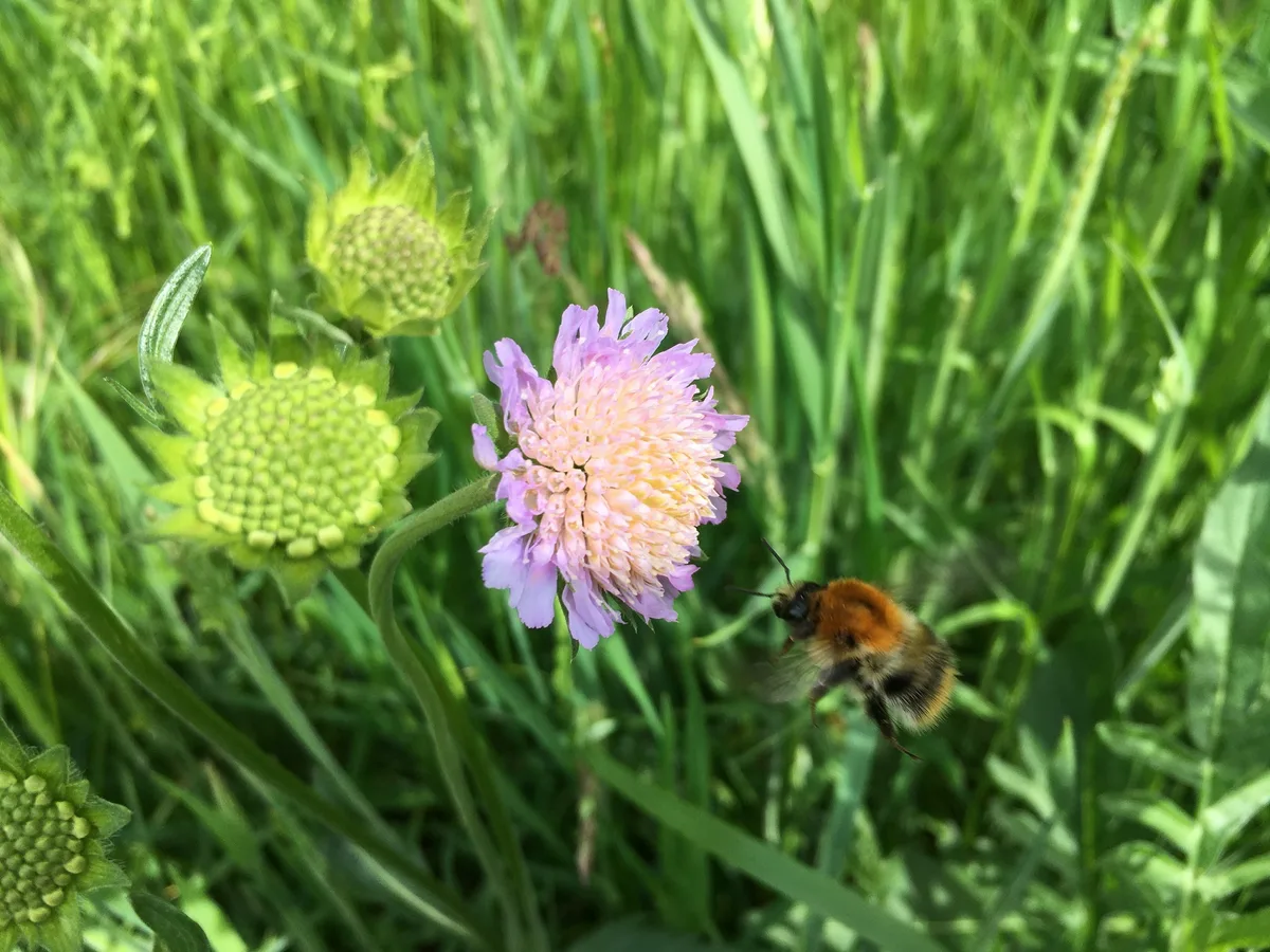 3d22a3985c63f46f221a8051e0d9de3dea8dd588 Ein später Schnitt hilft den Wiesenblumen beim Versamen. (Bild Véronique Chevillat, FiBL)
