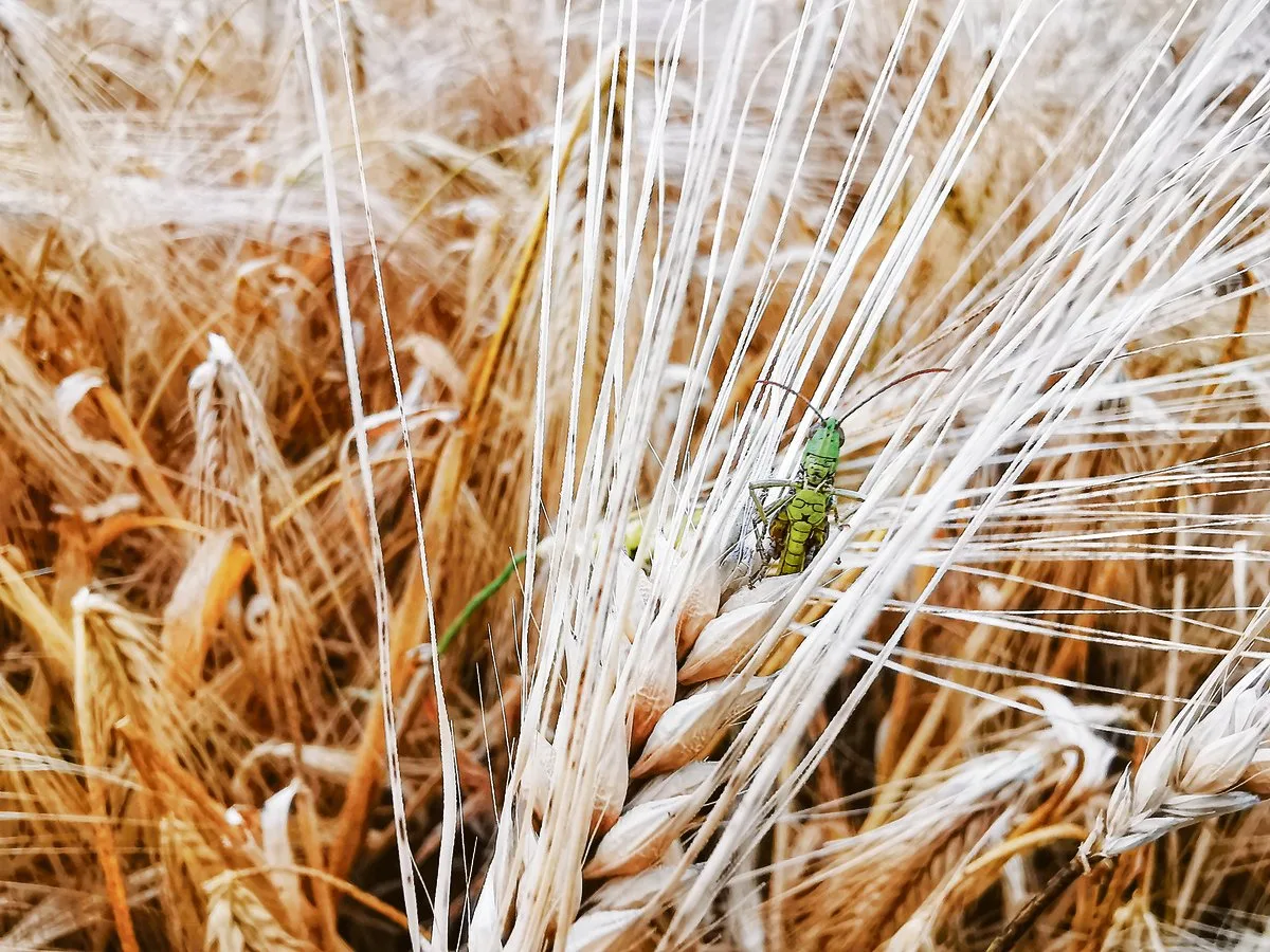 6036c09b2f03d6314149a8e1277634ca8c91c4b6 Im Fokus des Projekts stehen auch die Insekten. (Bild sb)