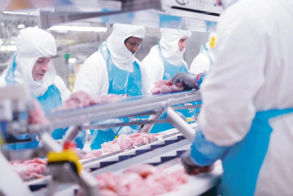 780b7562e194f43259f18738dd6a98c383a1e242 Micarna schlachtet weiterhin Schweizer Poulets. Sie verzichtet aber auf einen zweiten Schlachthof in der Ostschweiz, sondern baut den Betrieb in Courtepin FR neu und erhöht die Kapazität.(Bild zVg)