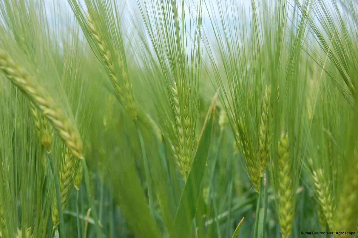 getreide_agroscope 3 Franken mehr pro dt Futtergetreide und Eiweisspflanzen
