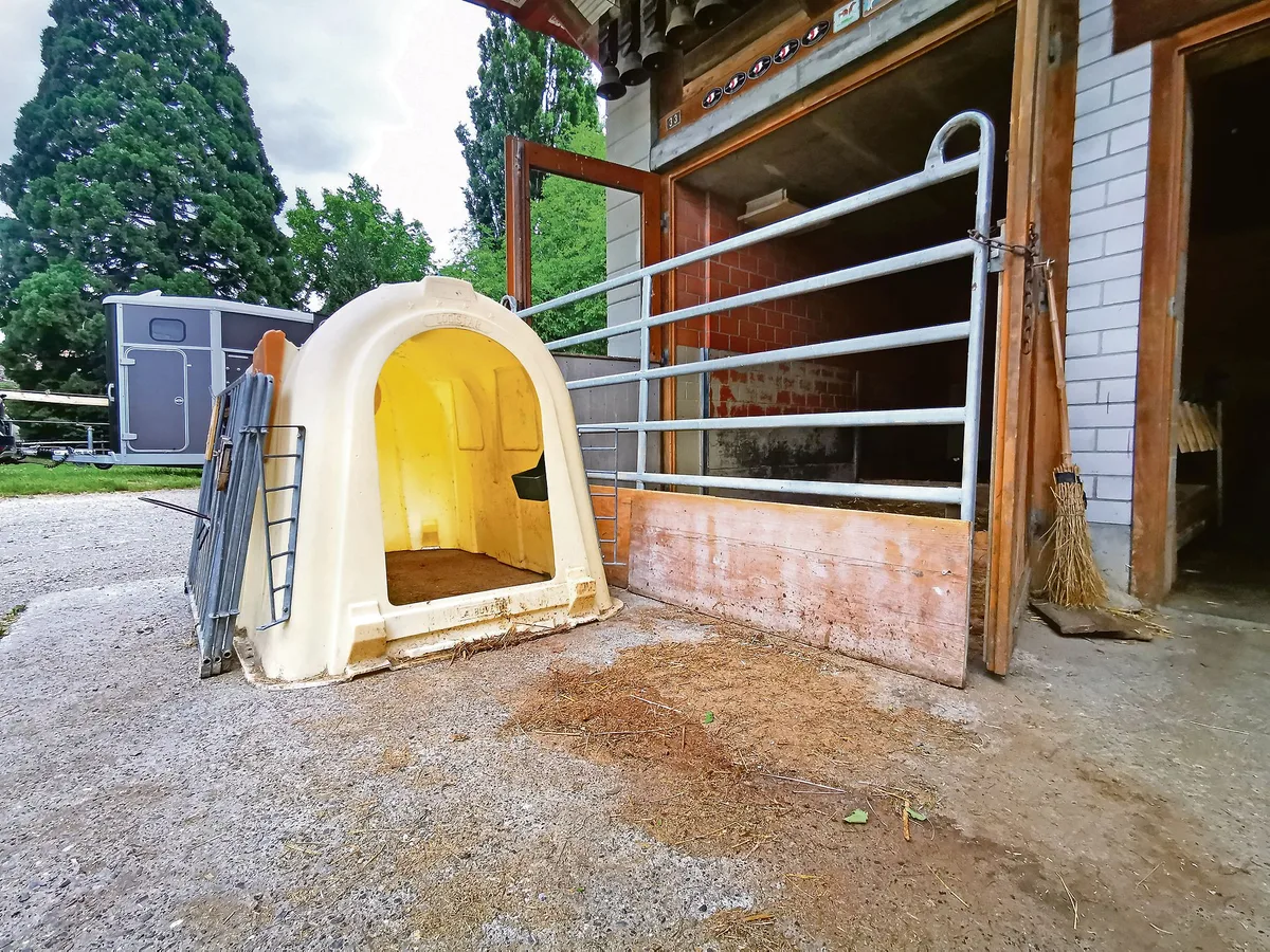 5adfc92f90ea752c8040a850cf743a3144f87309 Ginge es nach der Meinung der Konsumenten oder des privaten Tierschutzes, sollten Kälber nicht (lange) in Einzeliglus gehalten werden können. (Bild sb)