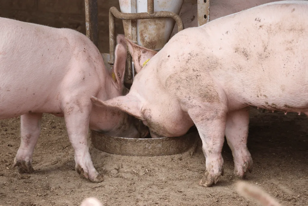 Eine bedarfsgerechte Fütterung verbessert die Futterverwertung und trägt entscheidend zur Wirtschaftlichkeit in der Schweinemast bei.