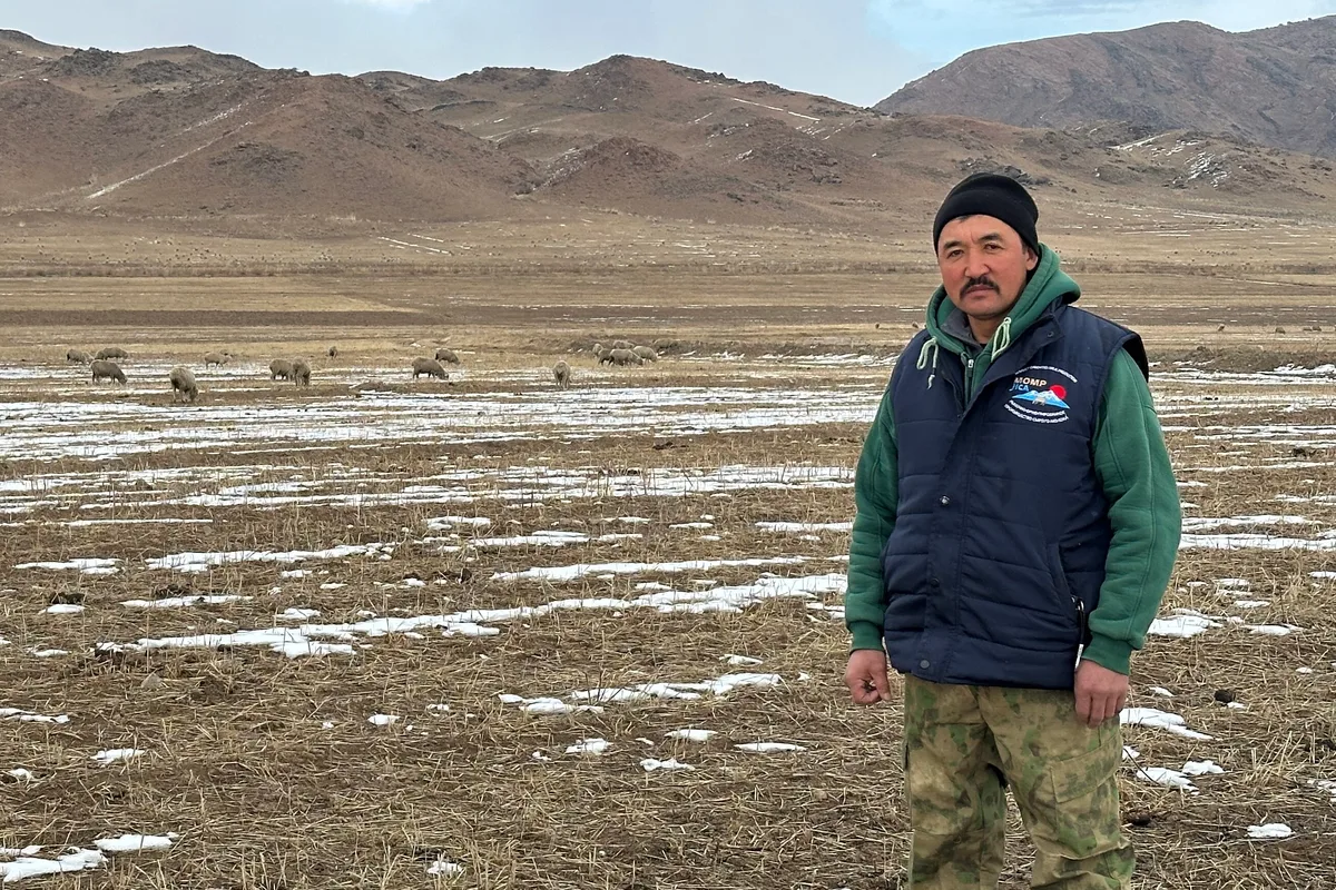 Baatyrbek Akmatov mit seinen Merinoschafen in Kirgistan Der Schaf- und Yakhirt Baatyrbek Akmatov auf der Weide in Kirgistan. Im Hintergrund sind seine Merionoschafe zu sehen.