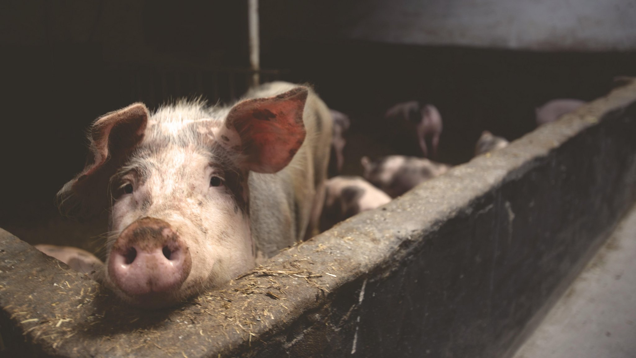 Zwei Schweinehalter verlieren vor Gericht gegen Tier im Fokus