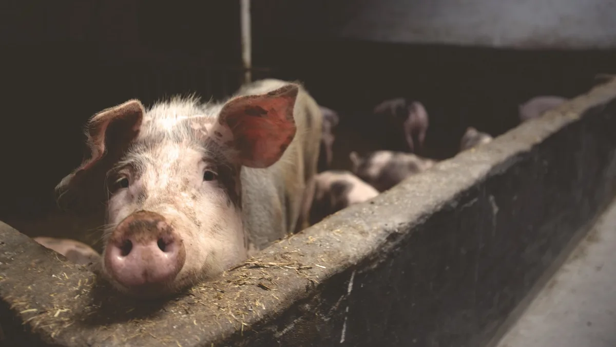 schweinestall_stocksnap Zwei Schweinehalter verlieren vor Gericht gegen Tier im Fokus