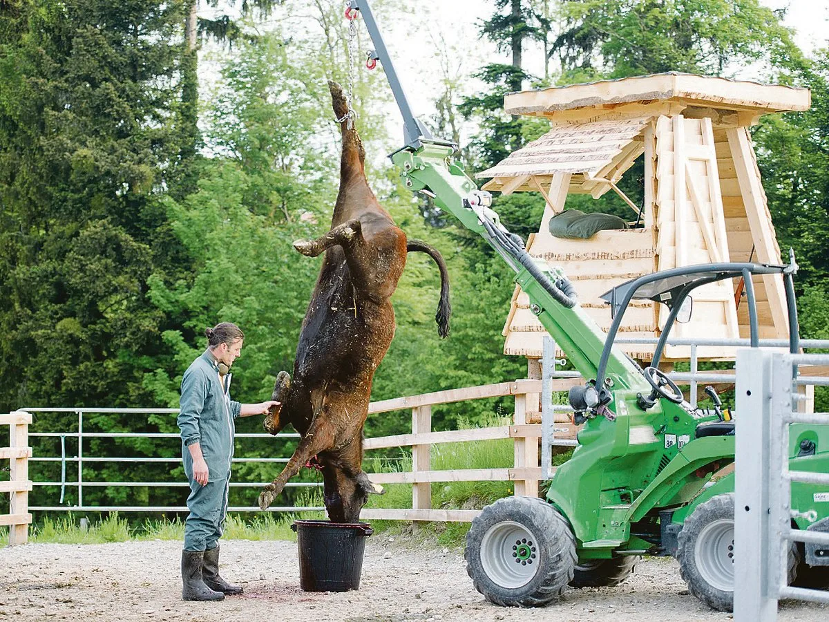 2fd42d93d7ad9f1f21bd99500acbce9e4303f75f Nils Müller vom Betrieb «Chalte Hose» in Forch ZH ist einer der Pioniere für Weideschlachtung. Hier wird ein Tier nach dem Betäubungsschuss ausgeblutet. (Bild FiBL / Thomas Alföldi)