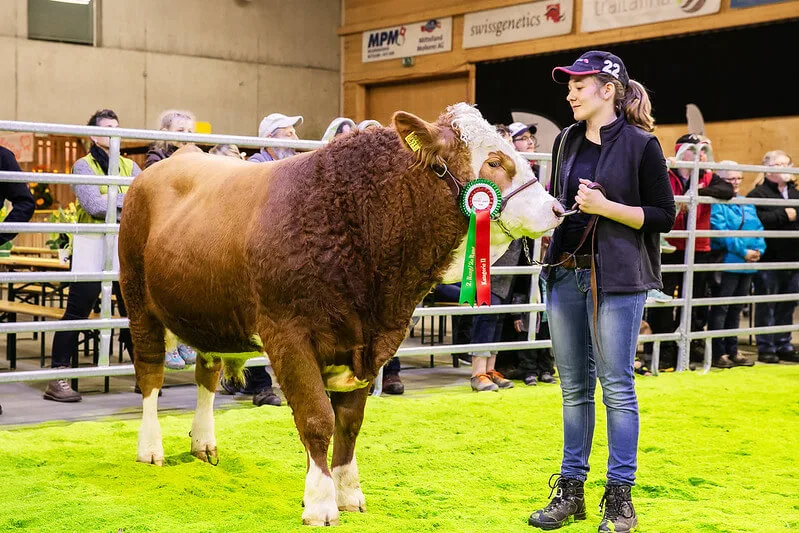 93eff40bb15648cc90b27882319eb1f407422915 Die Swissopen war für die Simmentaler-Züchter ein Highlight. Im Bild ist Jessica Birrer mit dem Stier Eliot aus Duggingen BL. (Bild Daniel Flückiger)