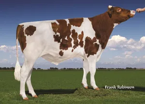 Der im Jahr 2013 geborene RH-Stier Rager hinterlässt mit seiner Genetik ein grosses Erbe. Der Muni aus Amerika gehört Select Sires.
