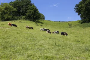 Die Wanderer seien beim Überqueren einer Weide von einer aggressiven Mutterkuh bedrängt und verfolgt worden. (Symbolbild Pixabay)