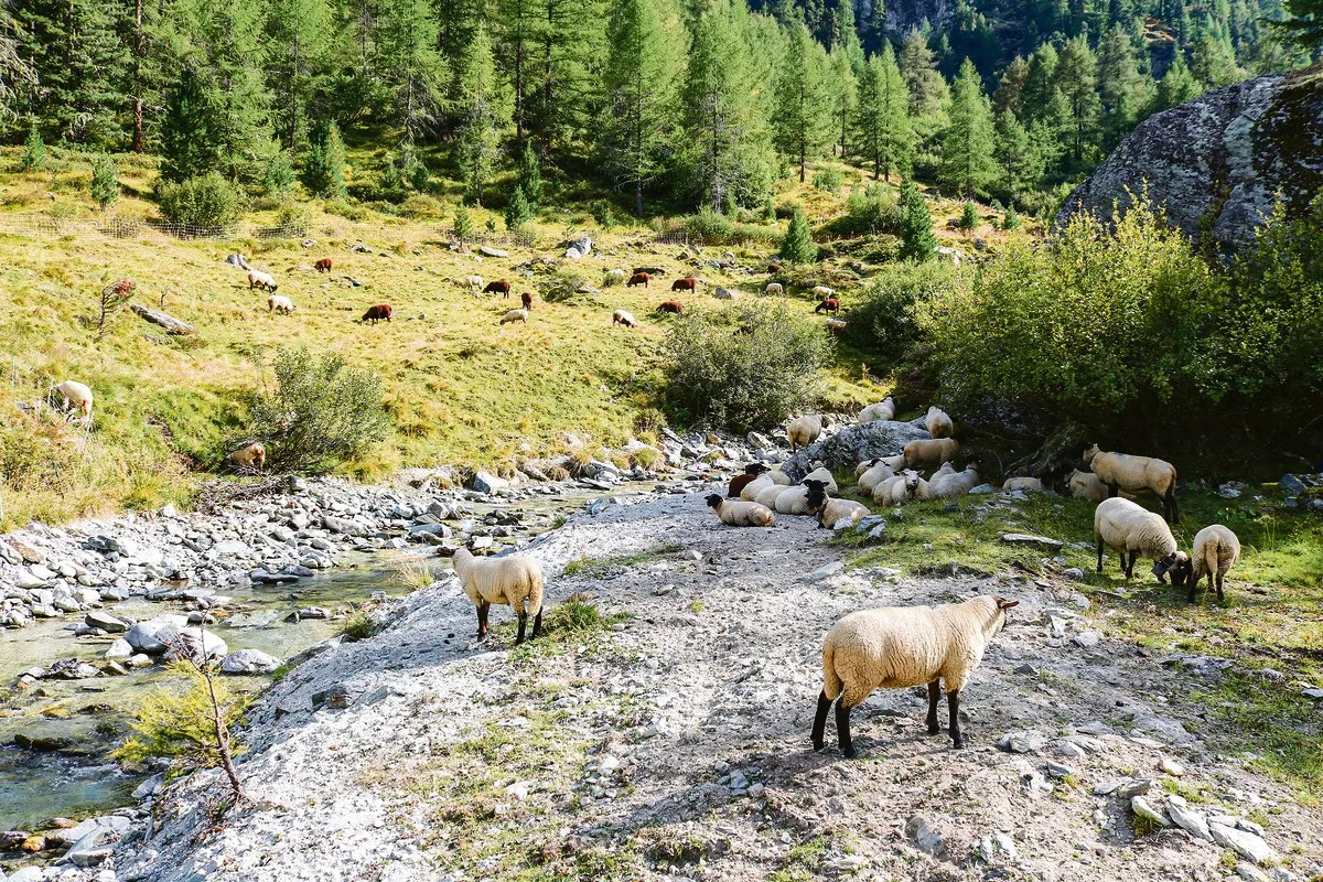 f5ec0d332f8a430cae7c03aef76049674a55c26a Die Schafherde mit über 350 Tieren wurde auf der Alp von zwei jungen Hirtinnen mit drei Herdenschutzhunden betreut. (Bild Peter Bringold)