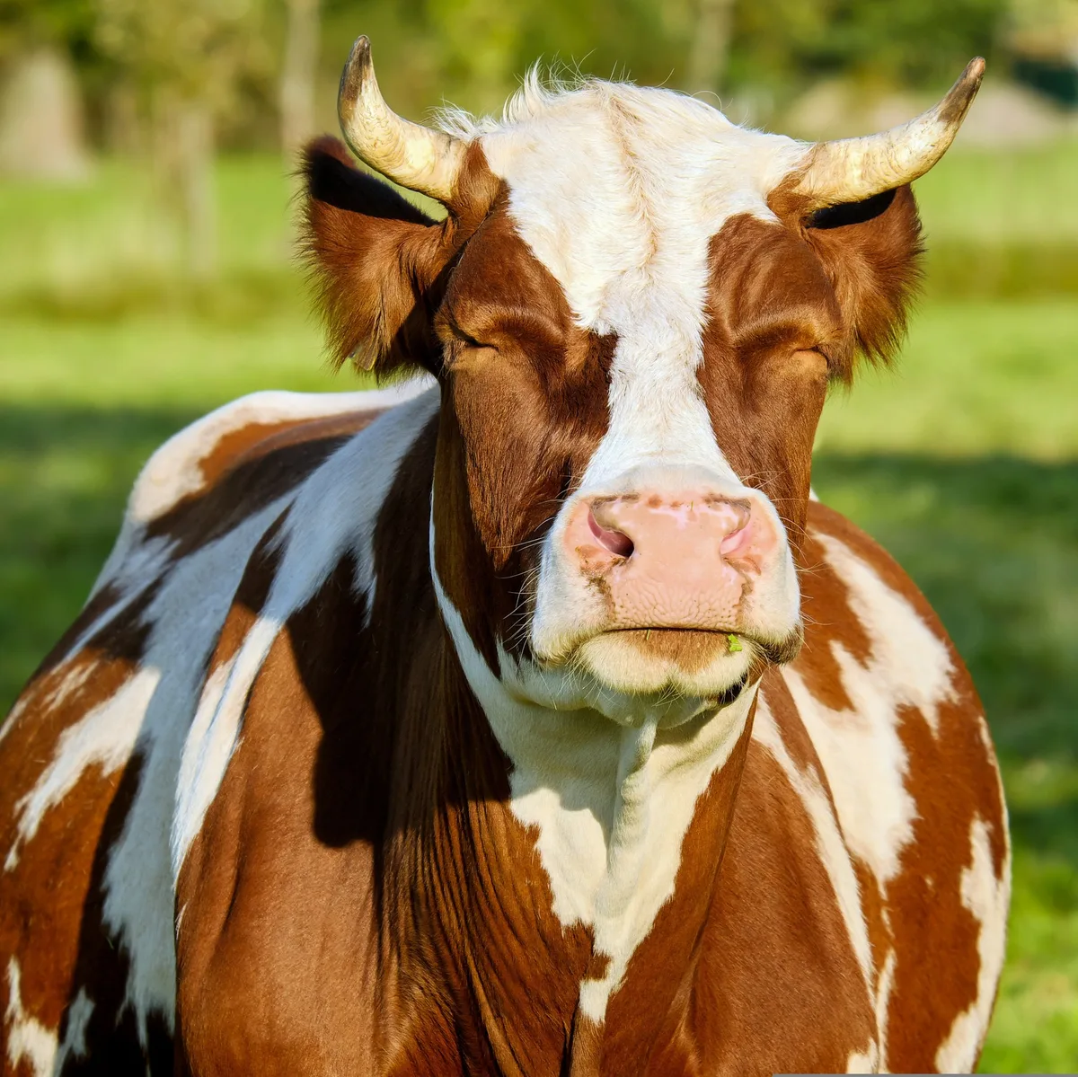 Keine Milch ohne Methanausstoss