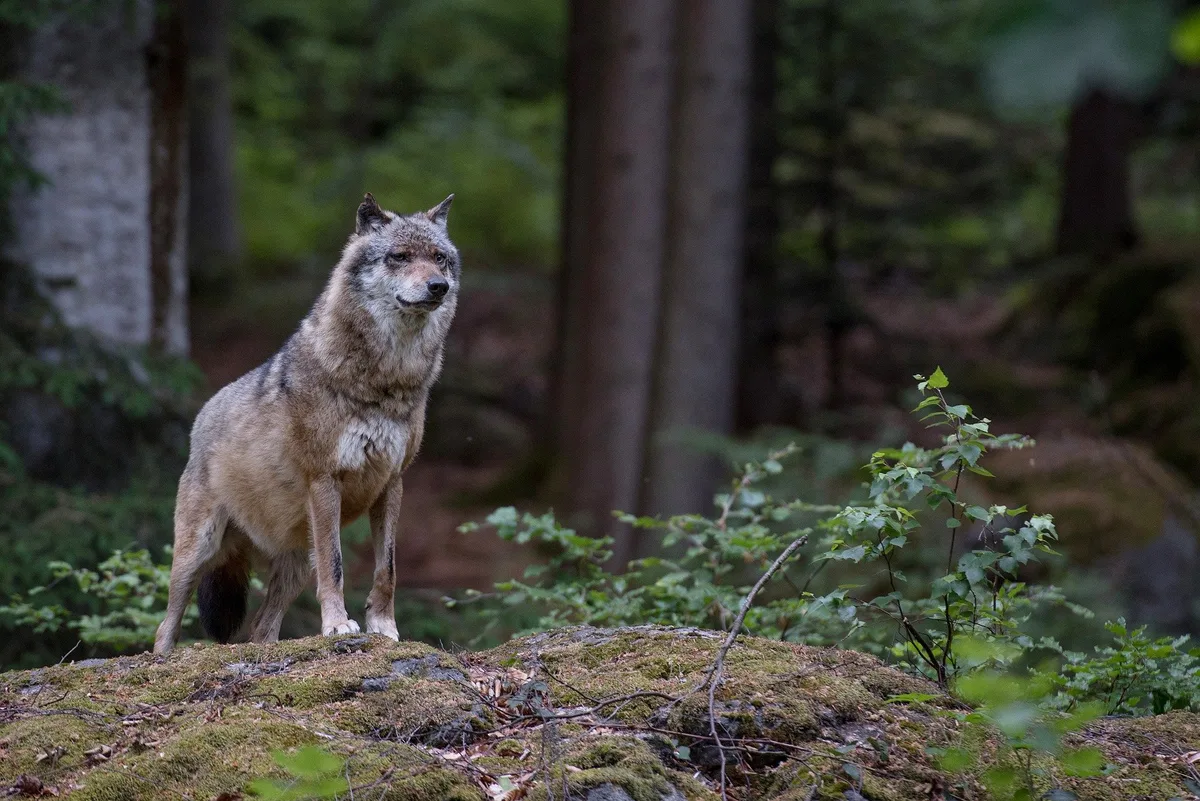 wolf_eszter_miller Der Kanton Bern gibt einen Wolf zum Abschuss frei