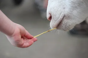 Gerade Kinder sollten nicht als Folge der Wolfspräsenz unter psychischem Stress stehen müssen, argumentiert der SBLV. Die Eltern könnten ihre Angst aber kaum vor ihnen verbergen.