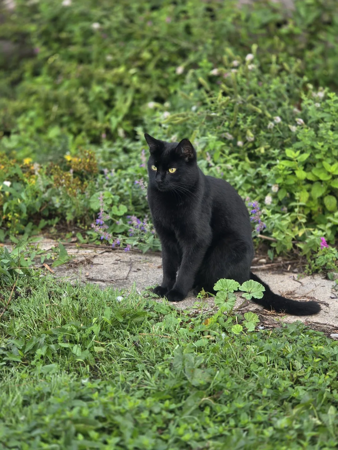 Verwilderte_Katzen_sollten_im_Spätherbst_oder_Frühwinter_eingefangen_und_kastriert_werden Verwilderte Katzen auf Bauernhöfen – was tun?