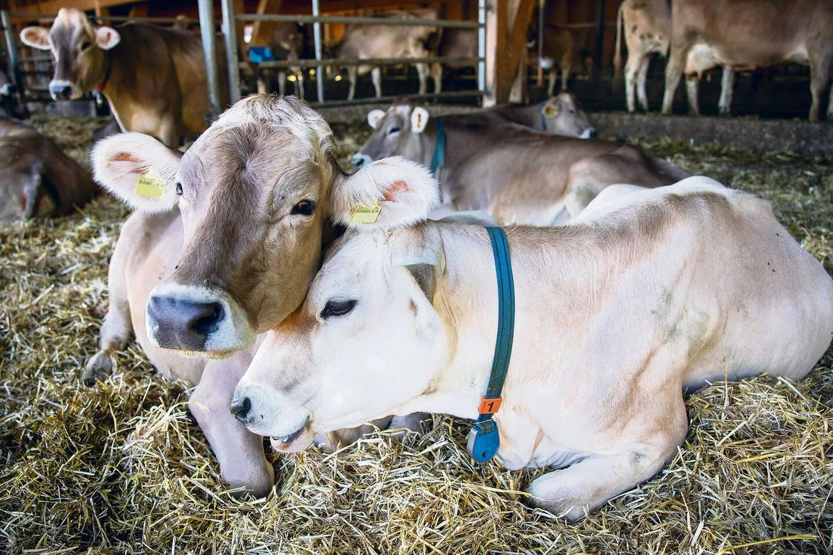 dfe1900ab8c01c74371fa0b2abe5083430b2ef680d4e8577f80f6ba598758ff3 Nicht gestresste Tiere sind weniger anfällig auf Lungenentzündungen.