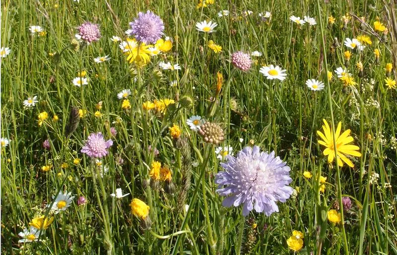 d6bd0d68ecbf251ad108e6de861f8b9d147b0642 Eine blütenreiche Fromentalwiese wie diese bietet Unterschlupf und Nahrung für Insekten. (Bild zVg)