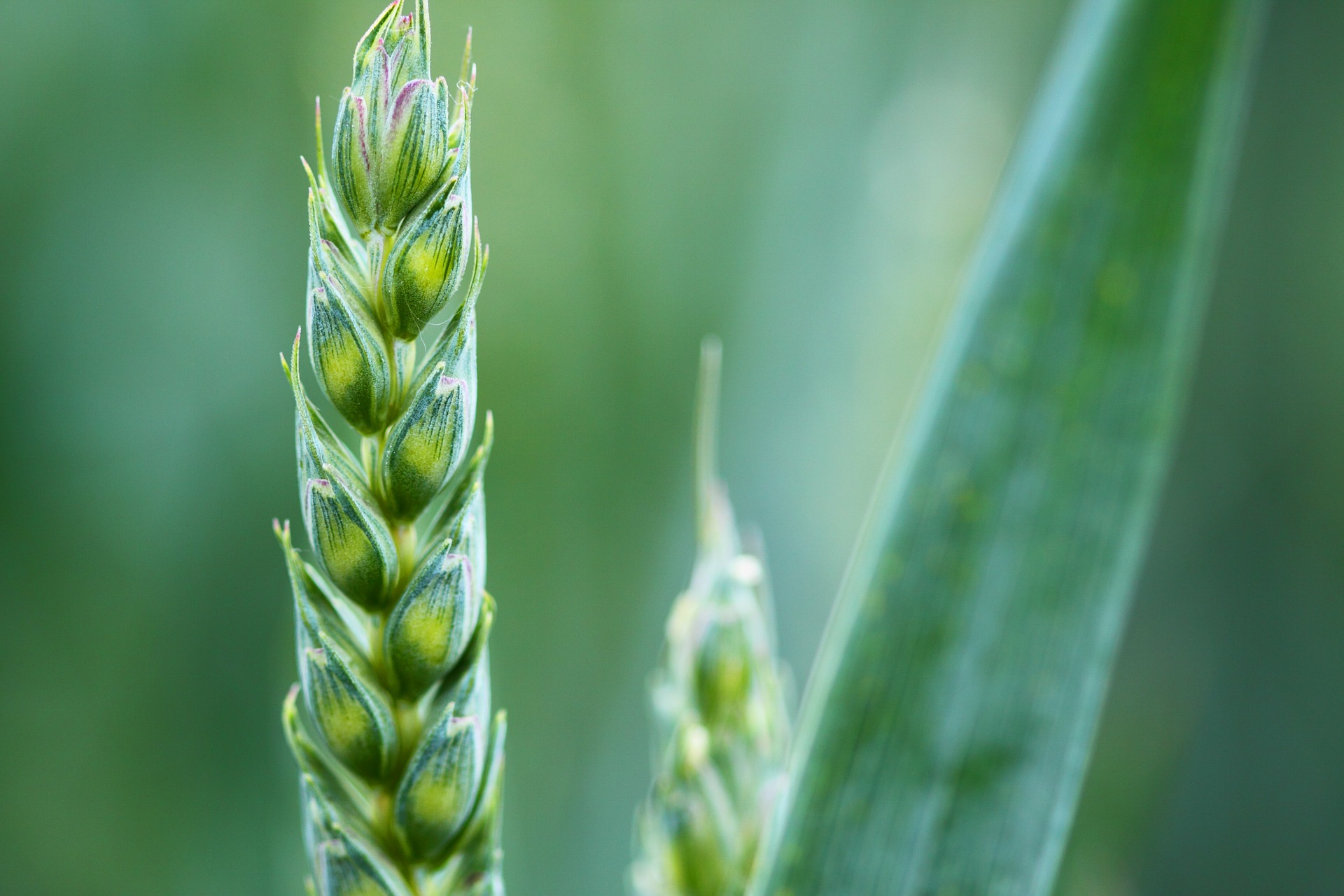 Neue gentechnische Verfahren wie die Genom Editierung und Crispr-Cas könnten laut Forschenden dabei helfen, mit weniger Pflanzenschutzmitteln auszukommen. (Symbolbild Pixabay)