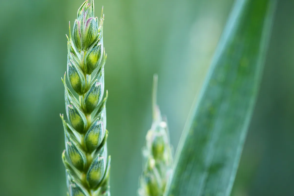 50e80b529460ac09ecf5a51306b11ad0a99be1af Neue gentechnische Verfahren wie die Genom Editierung und Crispr-Cas könnten laut Forschenden dabei helfen, mit weniger Pflanzenschutzmitteln auszukommen. (Symbolbild Pixabay)