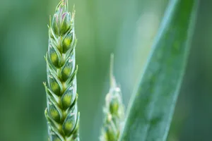 Neue gentechnische Verfahren wie die Genom Editierung und Crispr-Cas könnten laut Forschenden dabei helfen, mit weniger Pflanzenschutzmitteln auszukommen. (Symbolbild Pixabay)