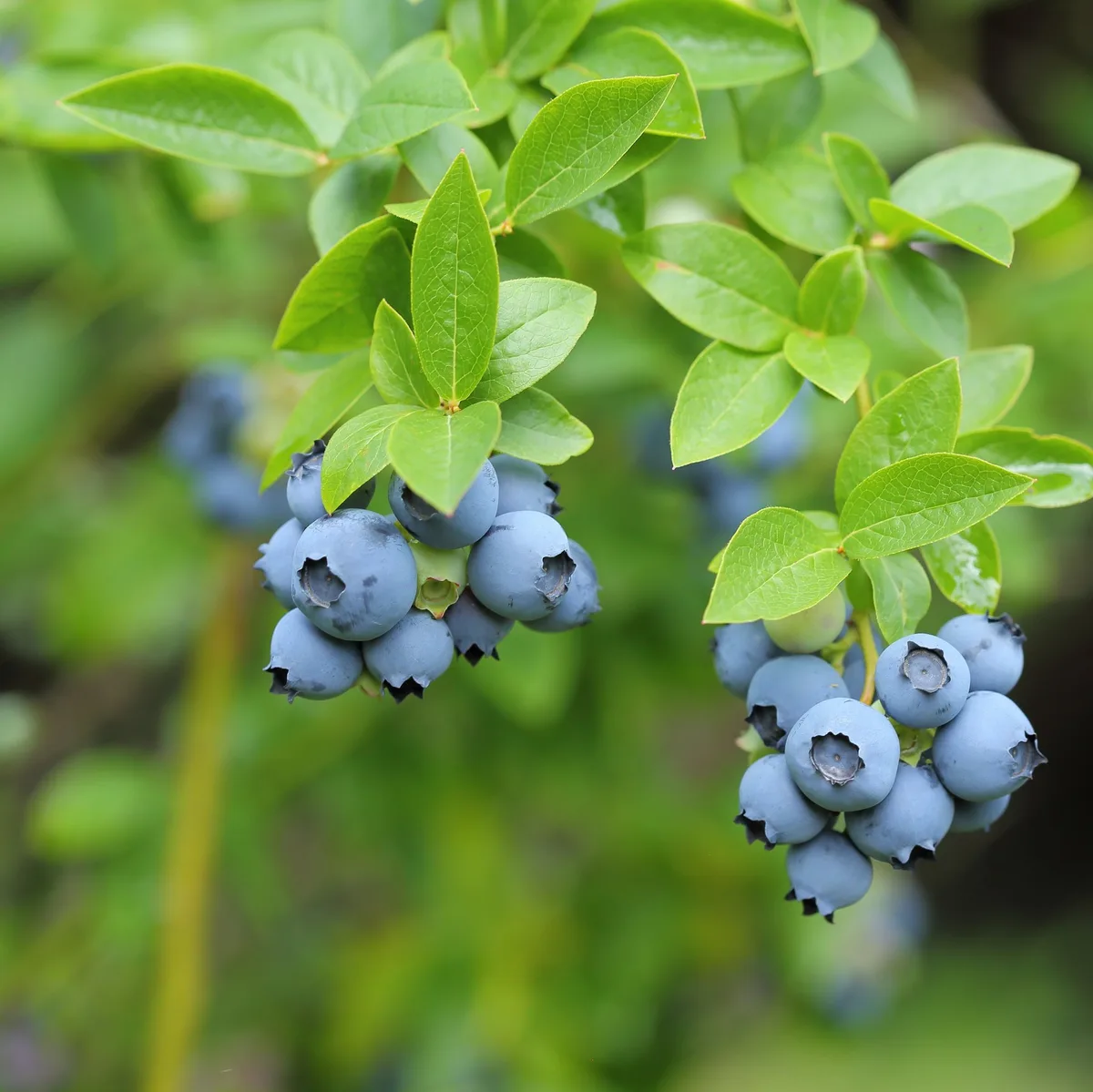 OS_47_D_Beeren_Heidelbeeren Die Konsument(innen) mögen ihre Beeren gern knackig