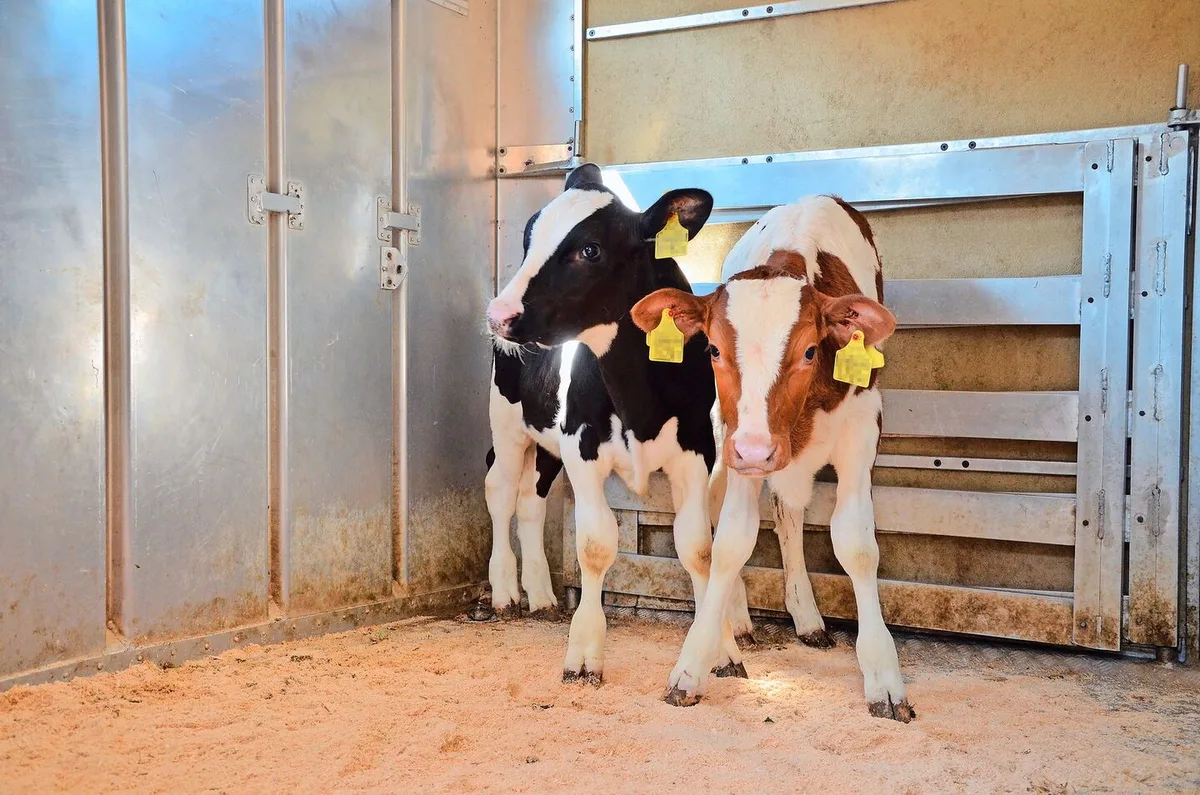 Vor der Übergangsphase war die BVD-Ampel bei rund 86 % der Betriebe grün und nur bei 0,2 % oder 83 Betrieben rot. 13 % waren orange.