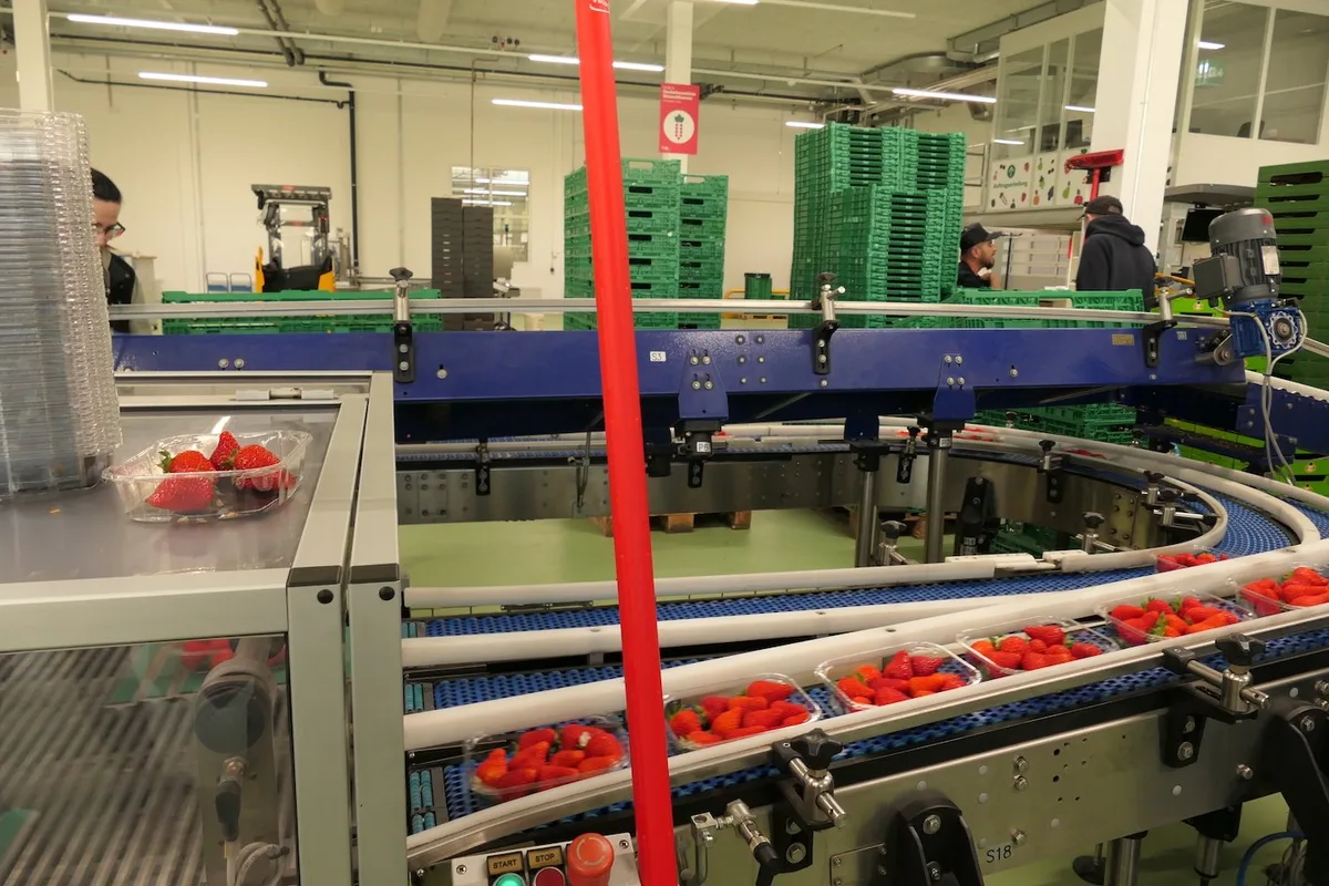 Die Tobi Seeobst AG ist eine Drehscheibe für Erdbeeren aus der Ostschweiz