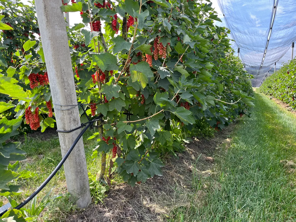 Dank der Tröpfchenbewässerung stimmt nebst dem Ertrag auch die Qualität der Beeren. 