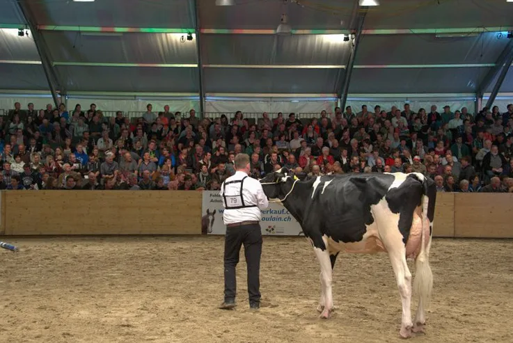 042782526430865547872795236169cb766dd186 Wo es Wettbewerb gibt, ist der Neid nicht weit. Ein Züchter an der Bea-Expo im Mai 2017 führt seine Kuh vor. (Bild hja)