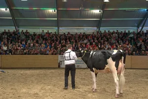 Wo es Wettbewerb gibt, ist der Neid nicht weit. Ein Züchter an der Bea-Expo im Mai 2017 führt seine Kuh vor. (Bild hja)