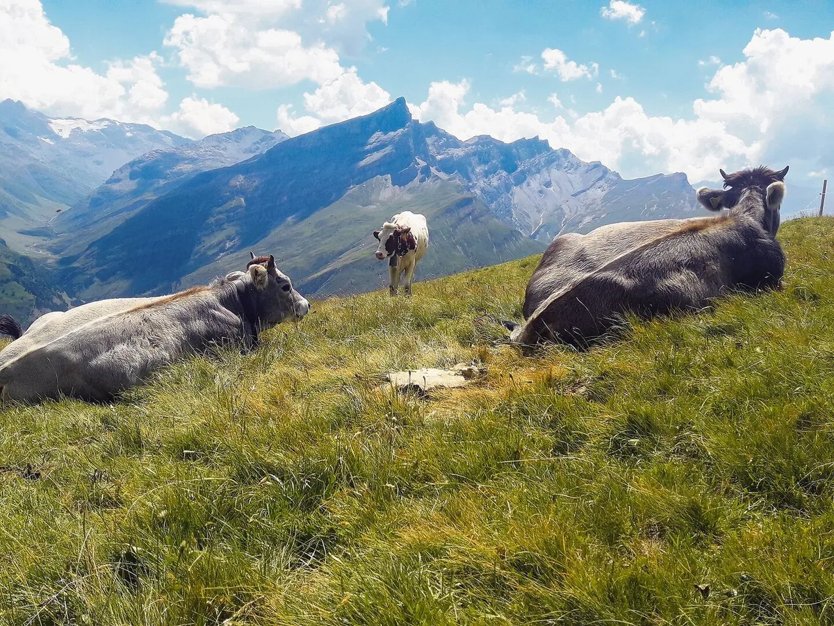0c49e4245459d618462f2bdee38acb4b6df886394cf0258c65eedc43510dd785 Der Ausblick von der Chapfhütte.