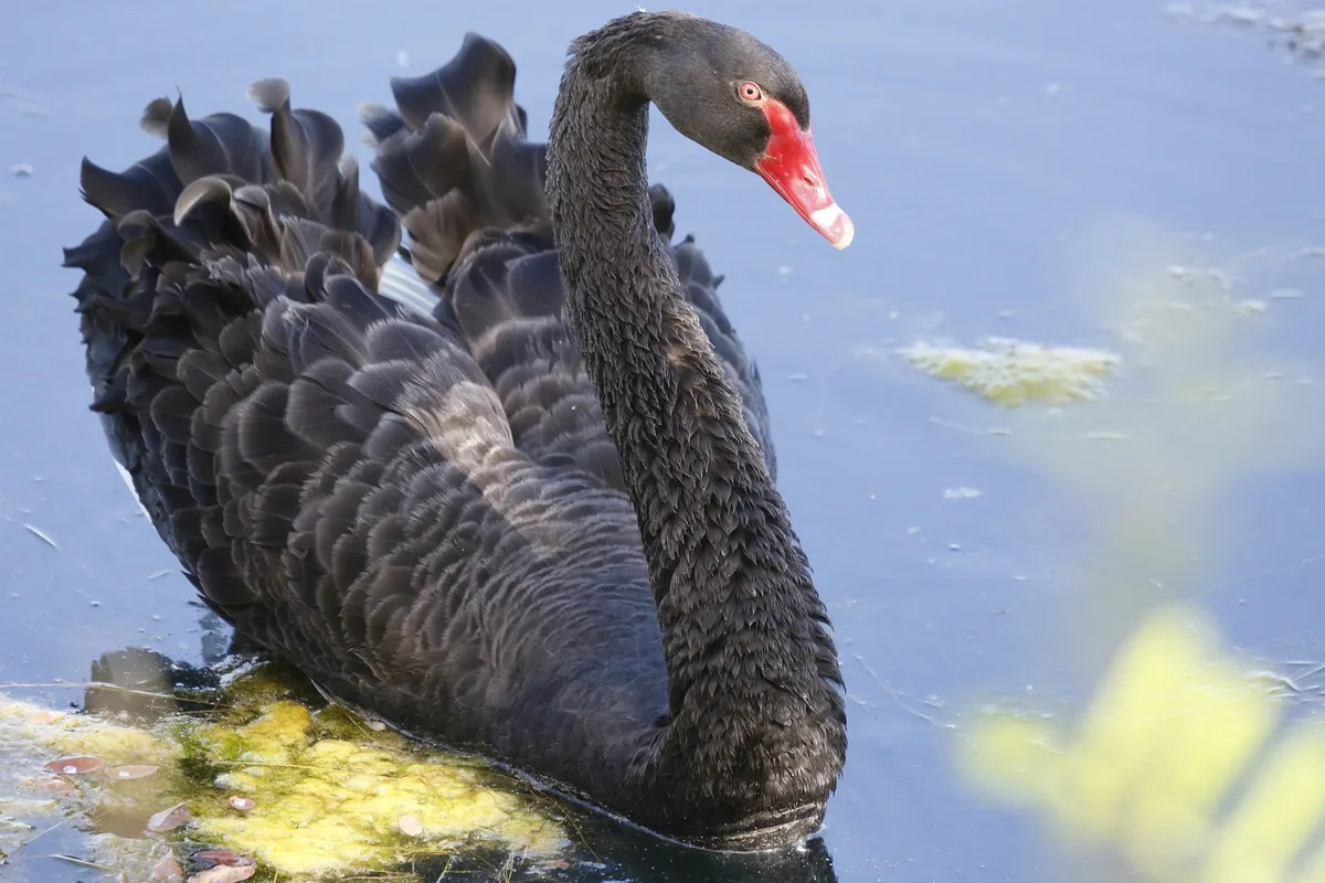 Vogelgrippe in privater Tierhaltung – neue Massnahmen in der Region