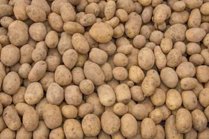 Das schlechte Wetter 2021 führte zu Ernteausfällen und somit zu kleineren Lagerbeständen bei den Kartoffeln.