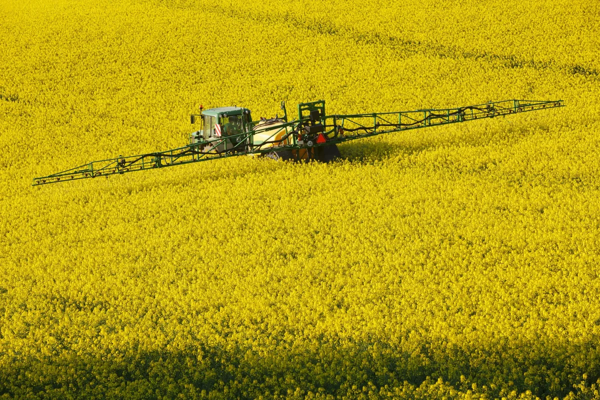 27c4568fd0c7c7b484bf55f9906fb5e69c1a97a7 Ein Pestizid-Verbot hat Konsequenzen: Beispielsweise wird der Anbau von Raps gefährdet sein. Raps ist momentan aber eine sehr gefragte Kultur, weil die Lebensmittelindustrie vermehrt von Palmöl auf Raps umsteigt. (Bild Ingo Bartussek)