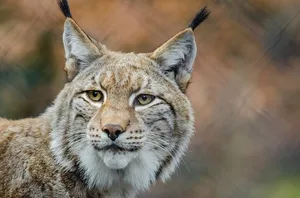 Um sich zu ernähren, sich zu vermehren oder auch um auf Wanderungen auszuruhen, sind Tiere auf untereinander verbundene Lebensräume angewiesen. (Symbolbild Pixabay)