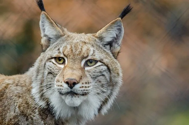 a09cfa806b7109c9b09b15f60789c1e5f51a287f Um sich zu ernähren, sich zu vermehren oder auch um auf Wanderungen auszuruhen, sind Tiere auf untereinander verbundene Lebensräume angewiesen. (Symbolbild Pixabay)